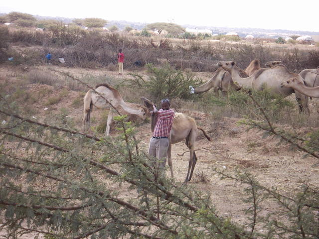 cammelli nella campagna