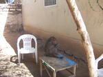 una scimmia nell'ospedale di Hargeisa